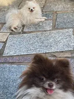 Zuckersüßes echtes Mini Pomeranian Bärchen Mädchen in seltener Farbe