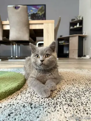 Reinrassige BKH Kitten 