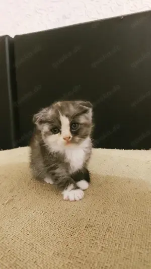 Babykatze sucht neue zuhause
