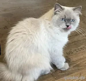 Ragdoll katze 