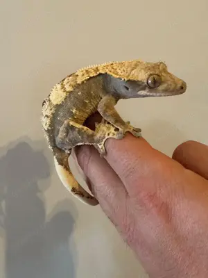 0.1 Lavender Harlequin Kronengecko  