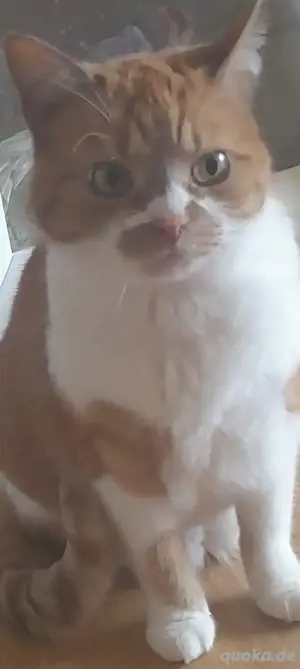 Bkh katze rot weiss 