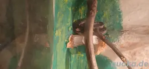 2 Kornnatter Weibchen 