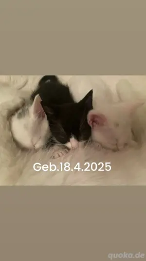 Süße Katzenbabys 