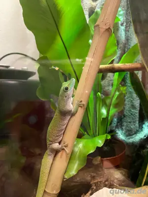 Taggecko Phelsuma Kochi