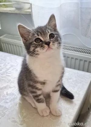 BKH Kitten, 3 Männchen, abgabebereit 