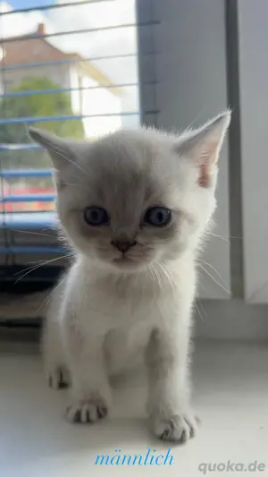 Bkh kitten