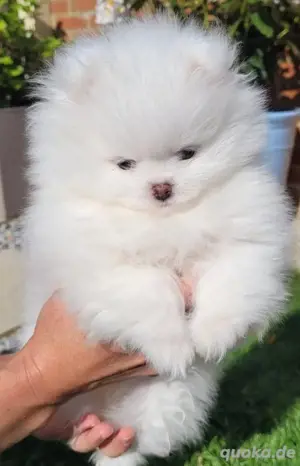 Teddybär-Zwergspitz-Pomeranians-Welpen