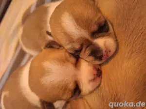 Chihuahua Mix Welpen 