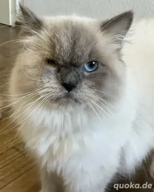Ragdoll katze 