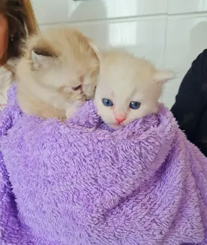 Zuckersüße Ragdoll Kitten  