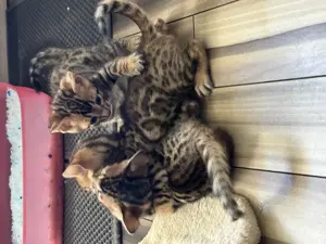 Bengal Kitten suchen bald ein Zuhause