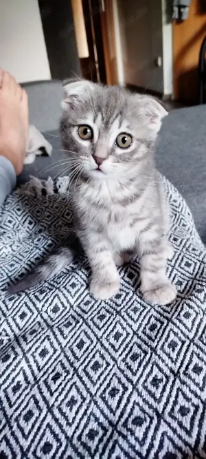 Bkh Kitten 