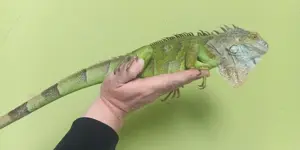Grüner Leguan, Iguana Iguana, 0.1 Weibchen