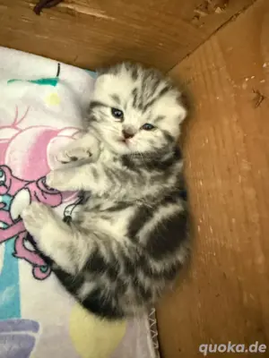  Bkh Tabby Kitten 
