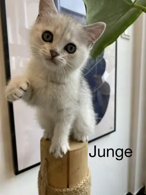 2 allerliebste Kitten British Shorthair Kurzhaar ab 31.05.25 Junge und Mädchen zahm