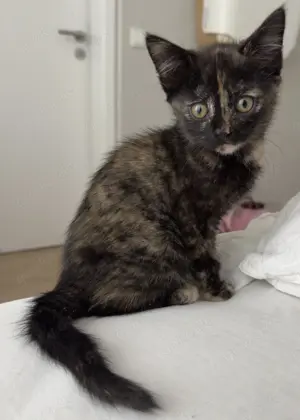 Katzenmama und zwei Katzenbabys kurzfristig abzugeben