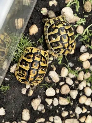 Griechische Landschildkröten 
