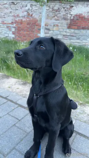 labrador junghund 