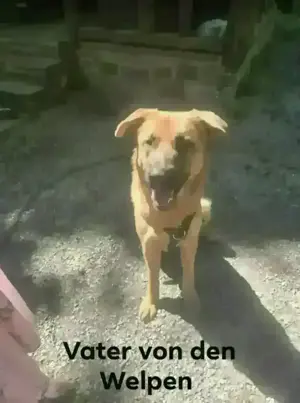 Schäferhund Labrador mix zu verkaufen