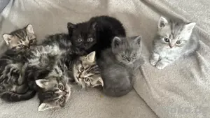 perserkatze abgabe ab sofort