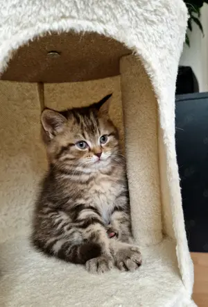  3 noch frei BKH BLH Kitten in seltenen Farben