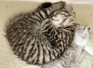  2 noch frei BKH BLH Kitten 
