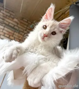 Maine-Coon-Kitten Bild 4