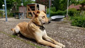 Lia auf Pflegestelle in Gerabronn