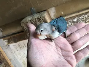 Pfirsichköpfchen HENNE handzahm Bild 2