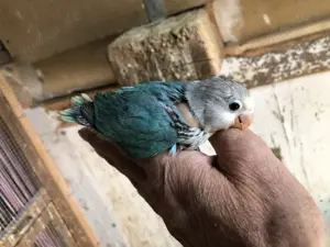 Pfirsichköpfchen HENNE handzahm