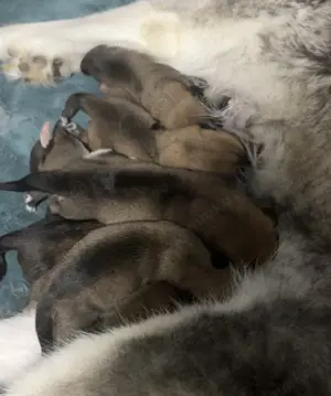Süße Hunde Welpen; Husky X Ridgeback Bild 7