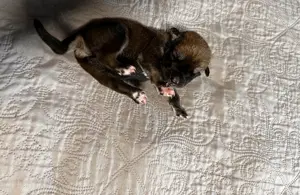 Süße Hunde Welpen; Husky X Ridgeback Bild 5