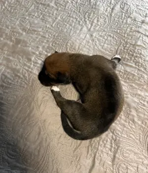 Süße Hunde Welpen; Husky X Ridgeback Bild 8