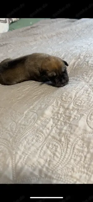 Süße Hunde Welpen; Husky X Ridgeback Bild 6