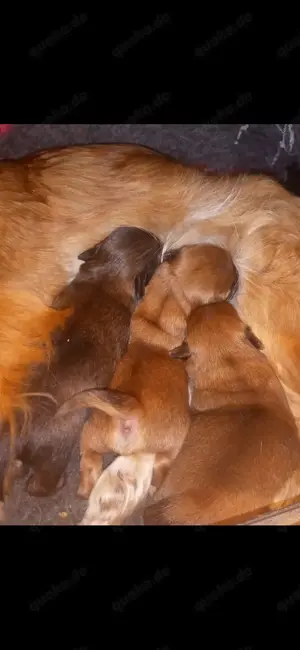 Pekinese -welpen Hündin und Rüde