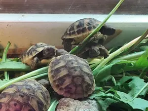 Griechische Landschildkröten,1- und 2-jährig aus Hobbyzucht mit Zuchtbeleg und Papieren zu verkaufen