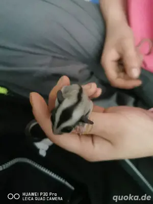 Sugar glider kleine Süsse Babys jeweils ein Junge ein Mädchen 