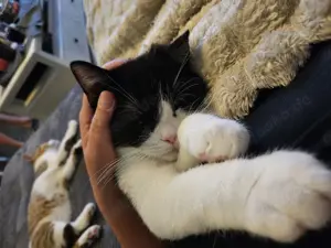 Bkh Kitten 17 Wochen alt