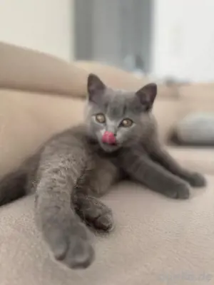 Bkh kitten Reinrassig und entwurmt