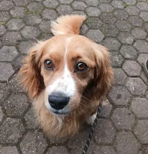 Aron, ein total verschmuster und verträglicher Mix ,sucht sein zu Hause