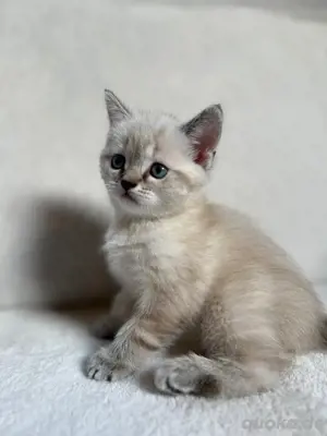 Britisch Kurzhaar Katzenbabys Kitten