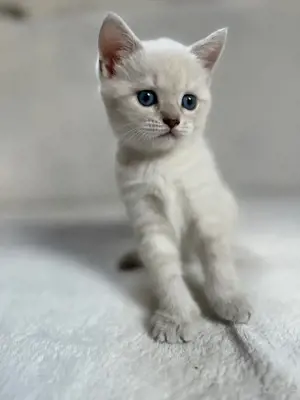 BKH Katzenbabys