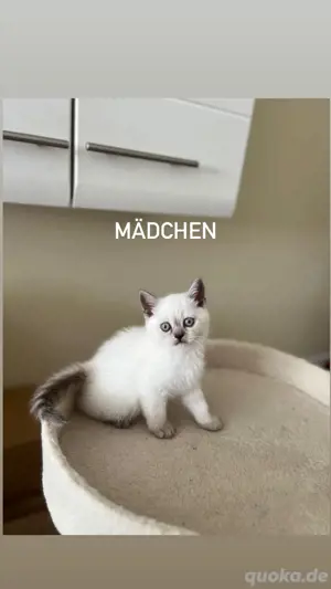BKH Kitten