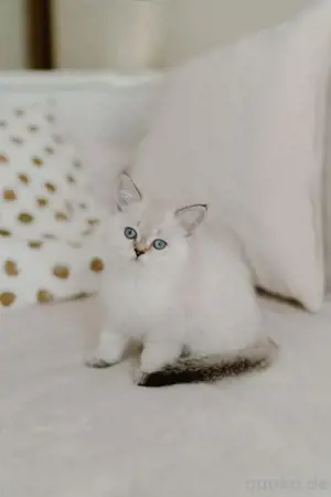 BKH Kitten