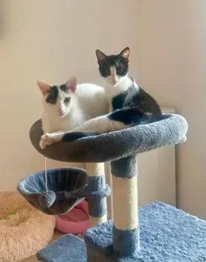 Penny und Pepe suchen ein gemeinsames Zuhause Bild 5