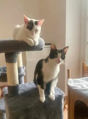 Penny und Pepe suchen ein gemeinsames Zuhause Bild 4