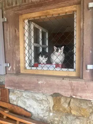 Penny und Pepe suchen ein gemeinsames Zuhause Bild 7