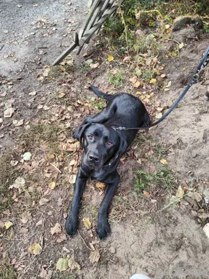 Suche 2. Hund