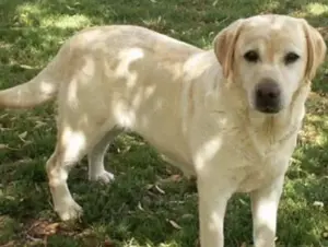 ARNIE - Liebevoller Labrador-Mix sucht ein Zuhause